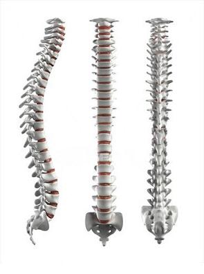 脊椎模型